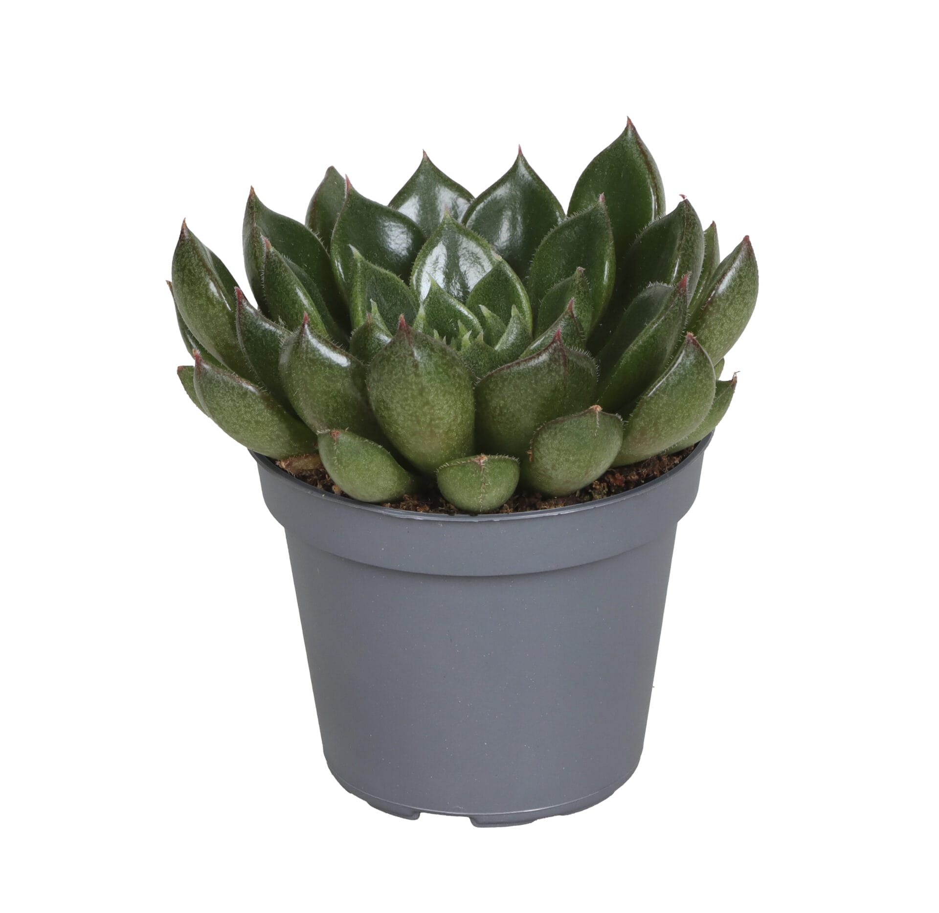 Echeveria Setorum victor LUNDAGER