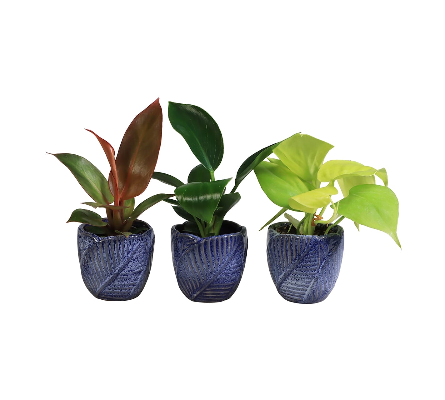 Philodendron mix LUNDAGER