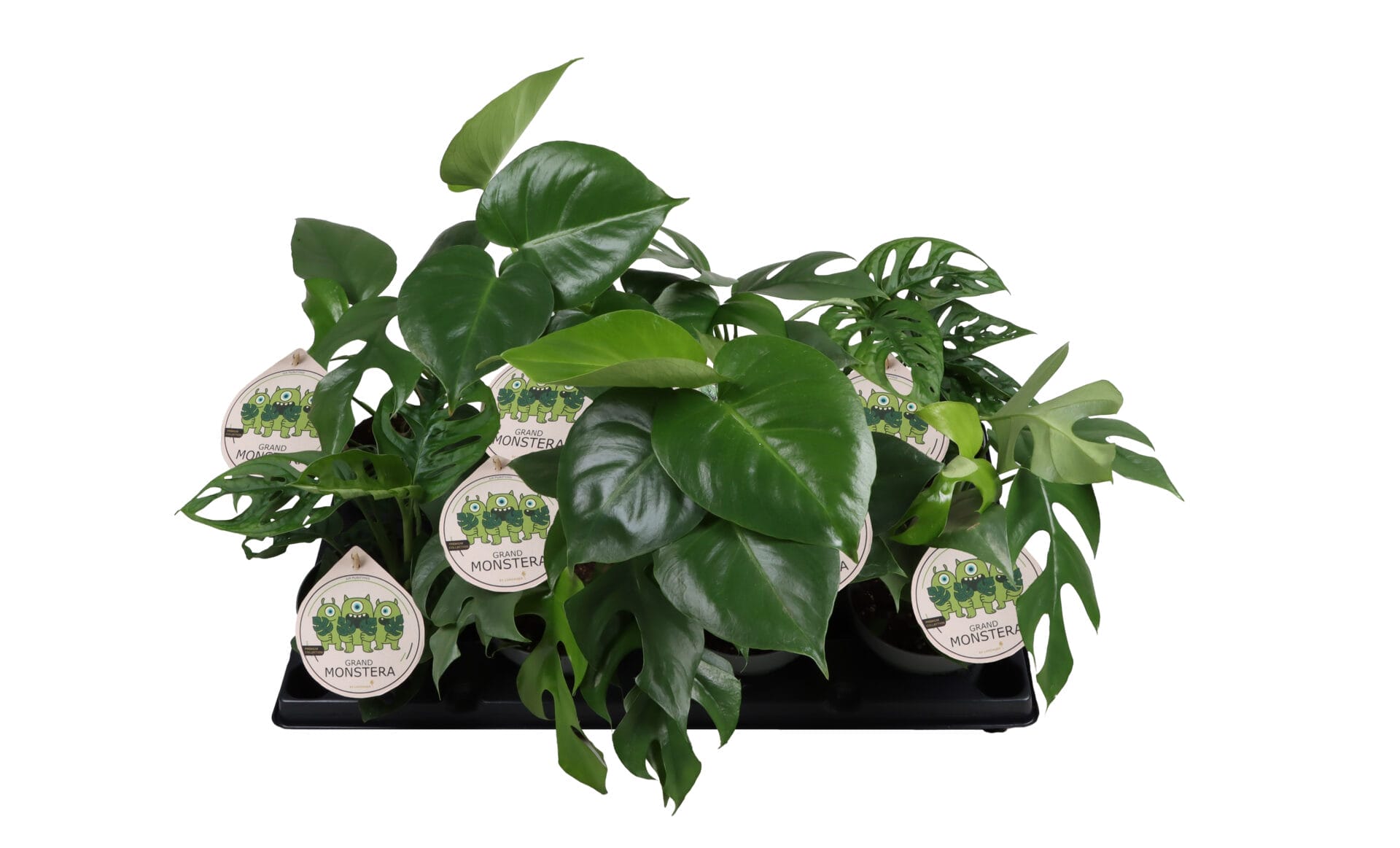 Monstera Mix LUNDAGER