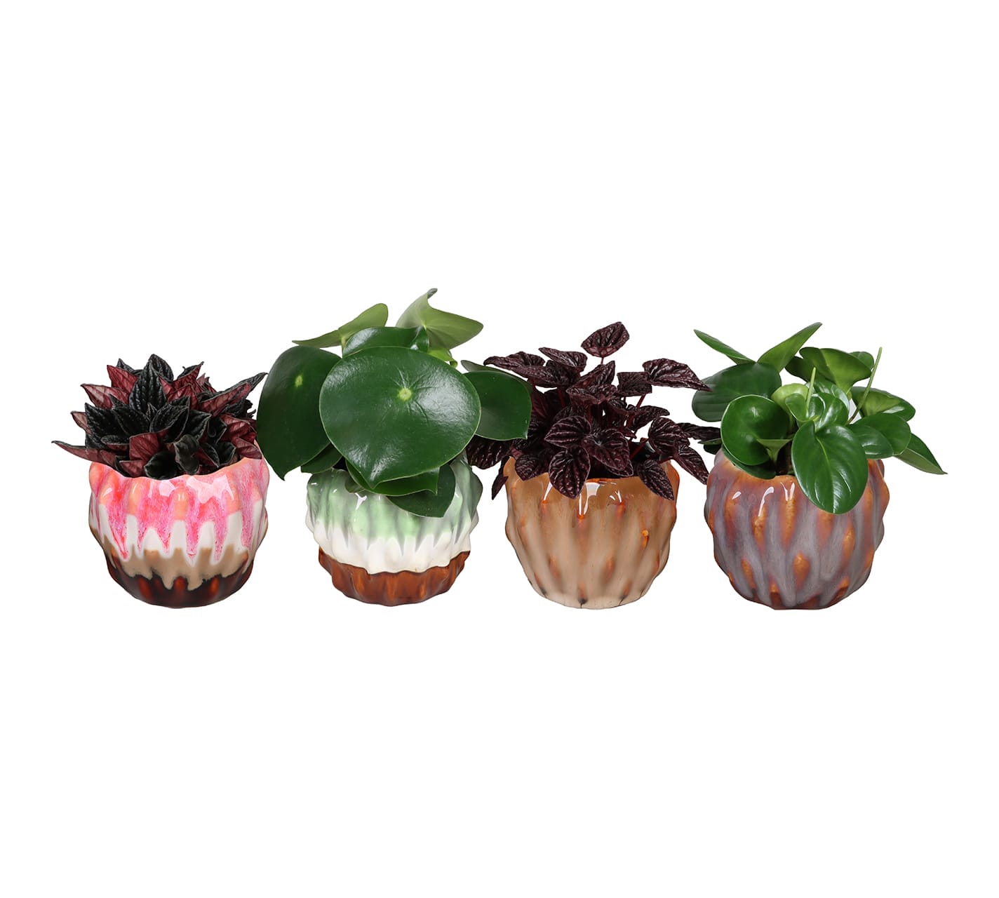 Peperomia Mix LUNDAGER