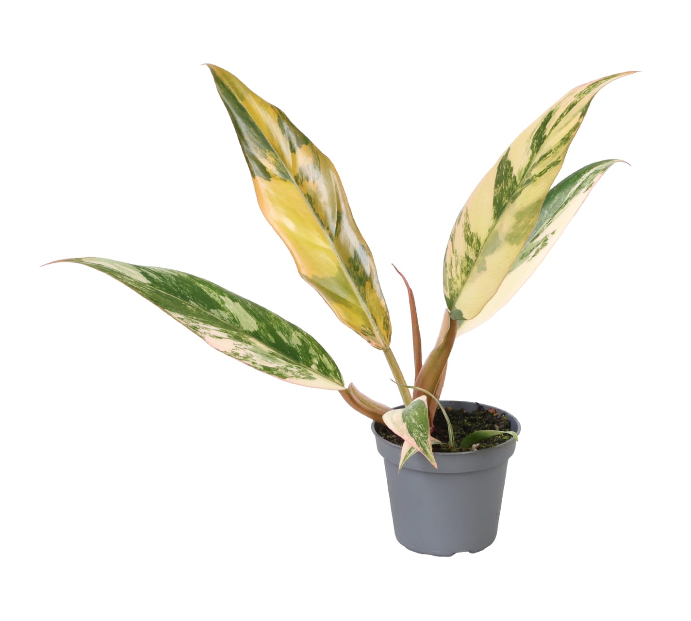 Philodendron Caramel Marble LUNDAGER