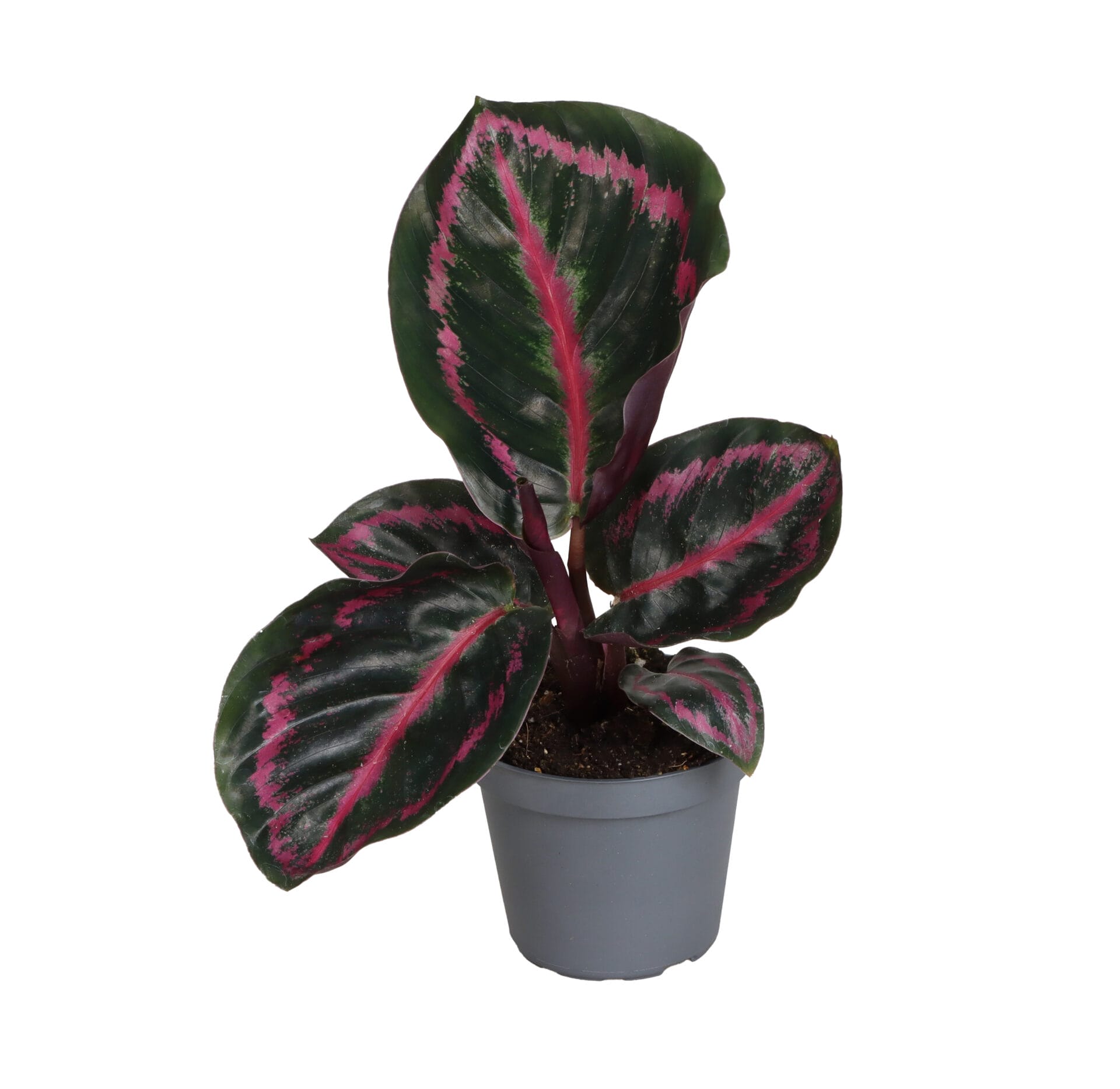Calathea Princess Jessie LUNDAGER