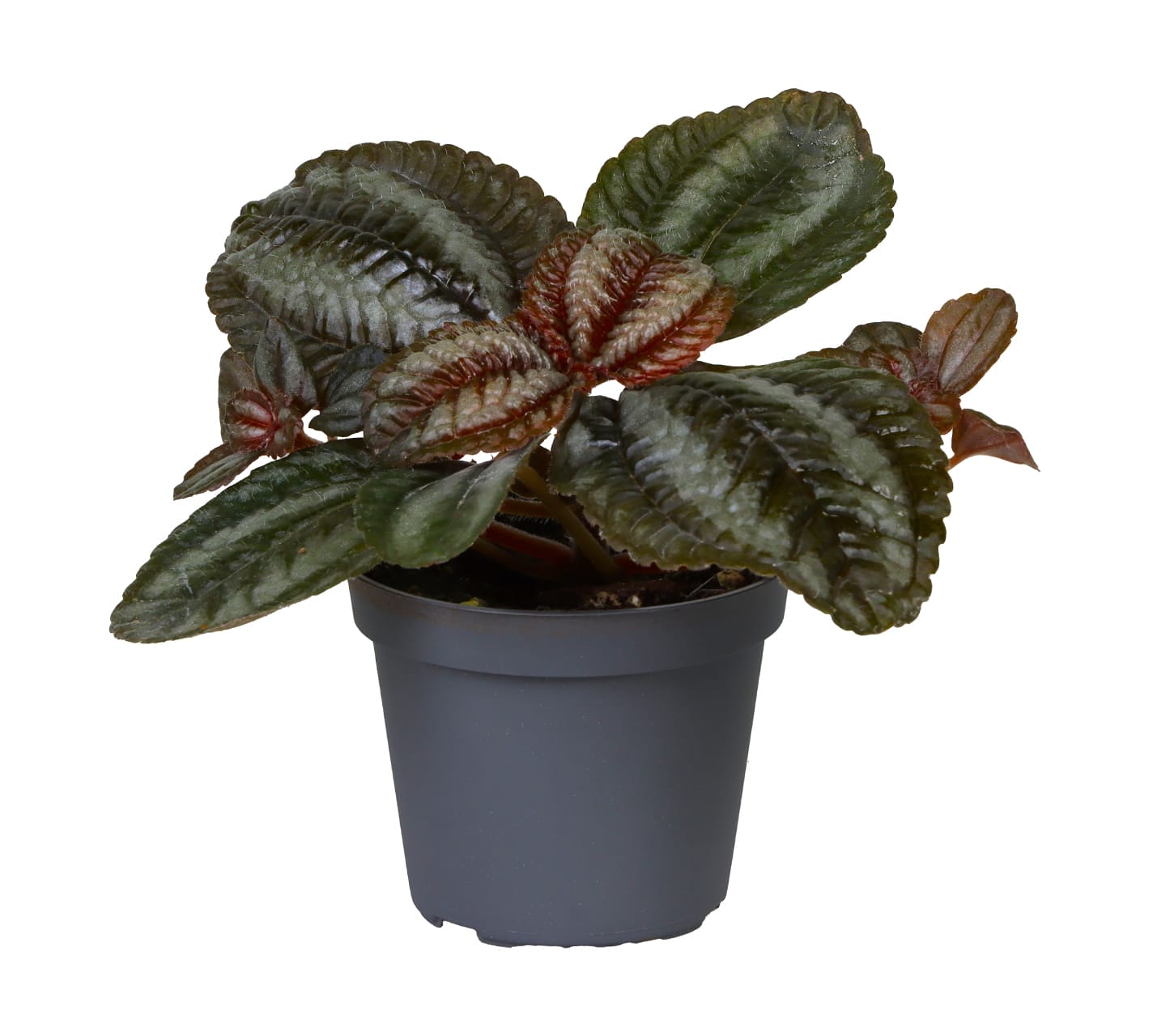 Pilea involucrata 'Norfolk' LUNDAGER