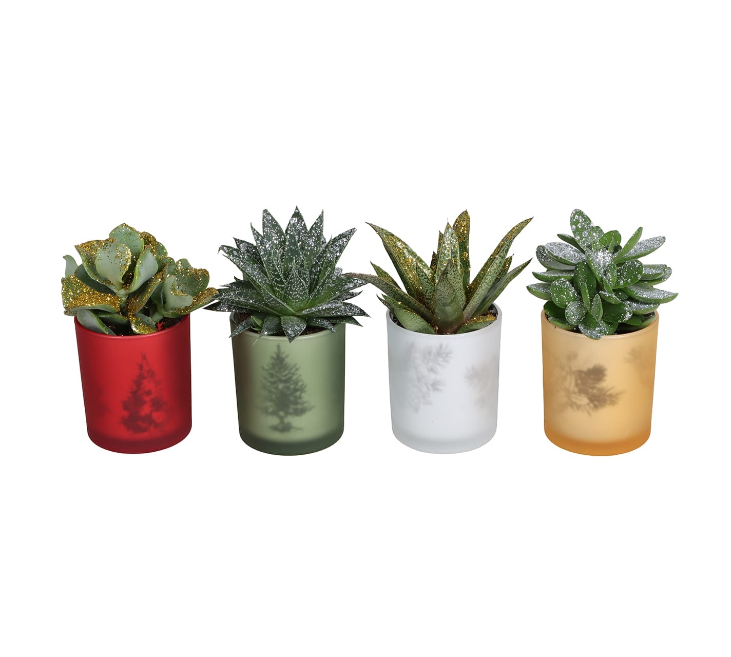 Succulent Mix W. glitter LUNDAGER