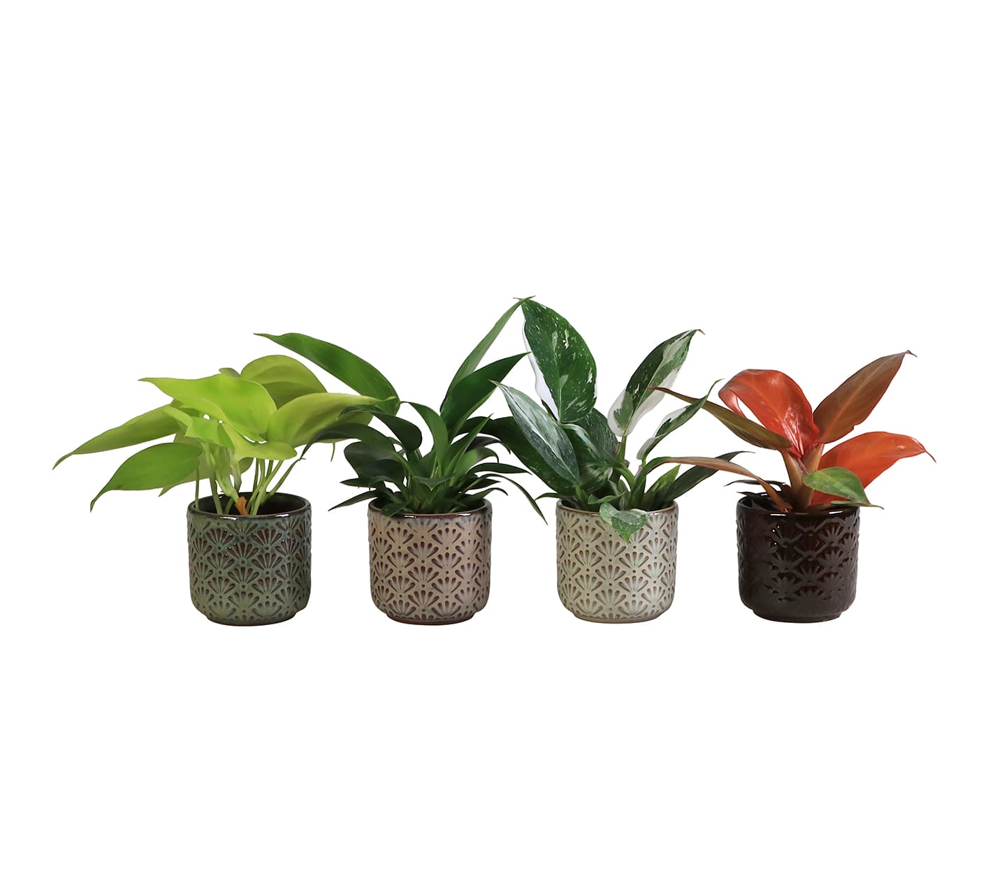 Philodendron Mix LUNDAGER