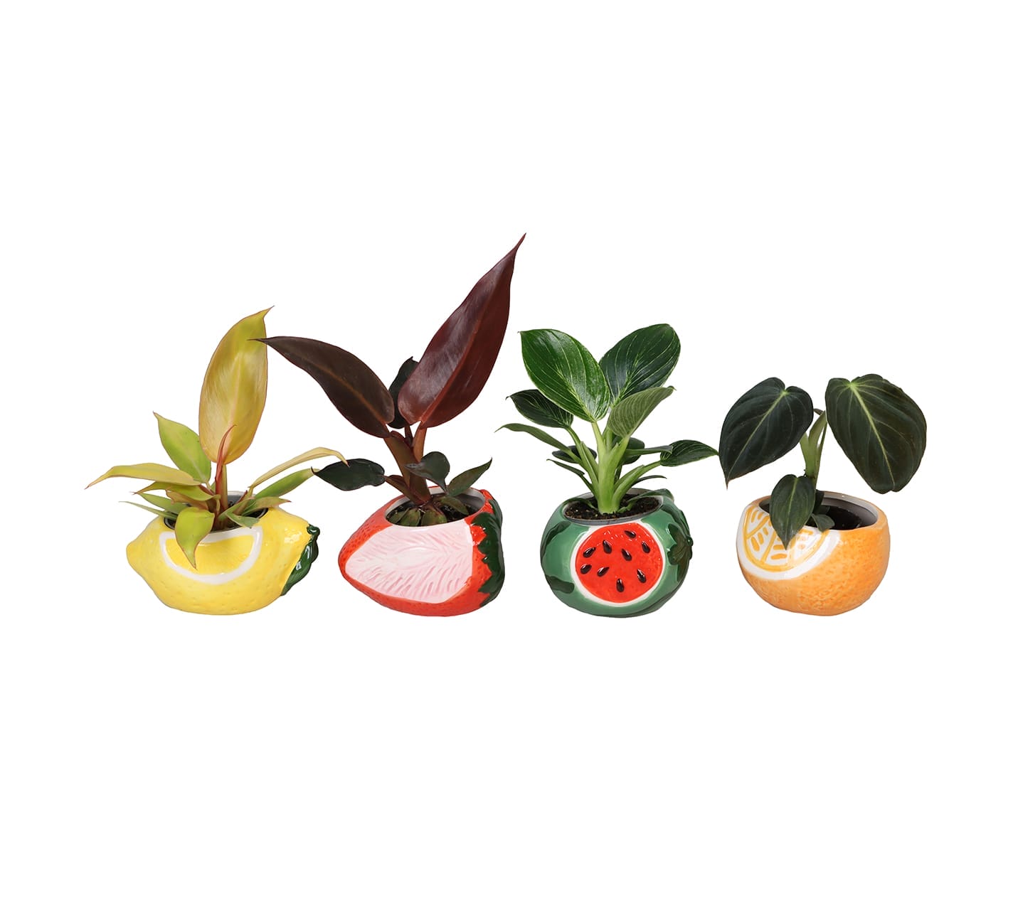 Philodendron Mix LUNDAGER