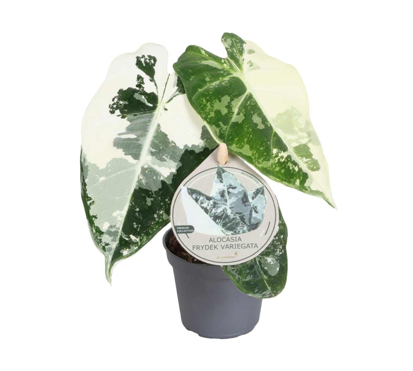 Alocasia Frydek Variegata LUNDAGER