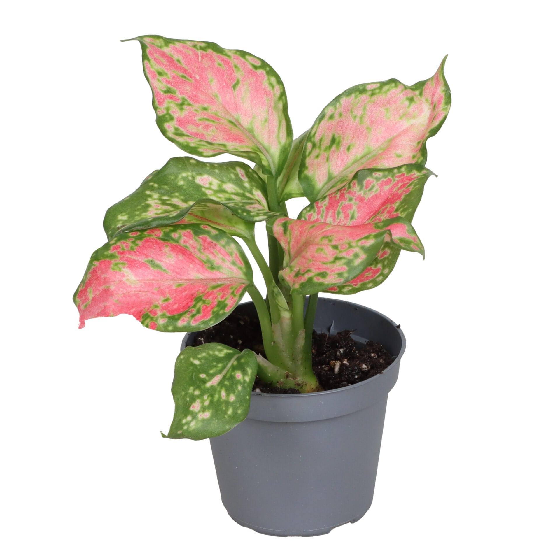 Aglaonema Beauty LUNDAGER