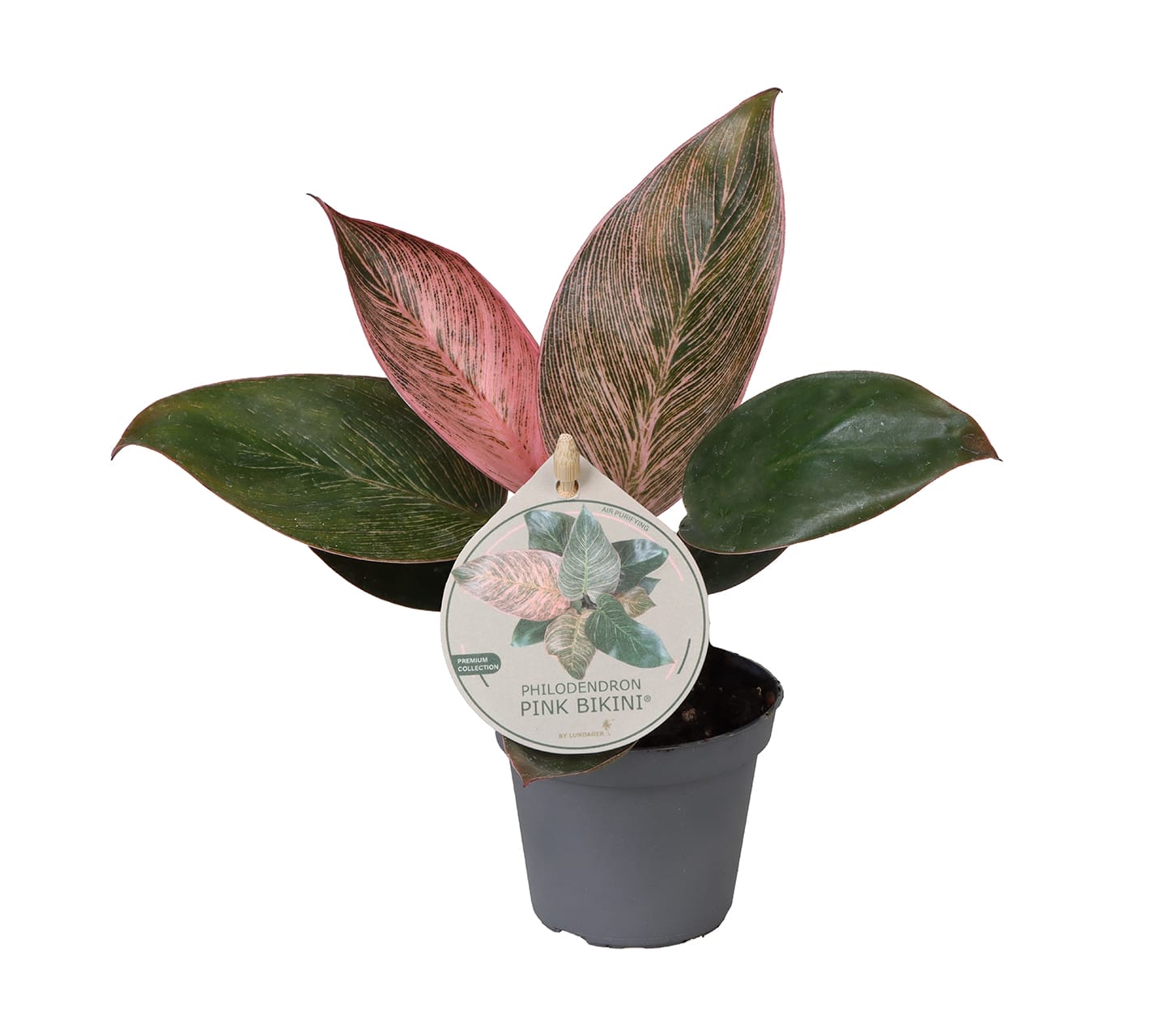 Philodendron Pink Bikini LUNDAGER
