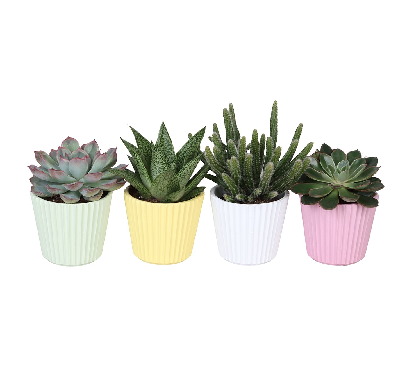 Succulent Mix LUNDAGER