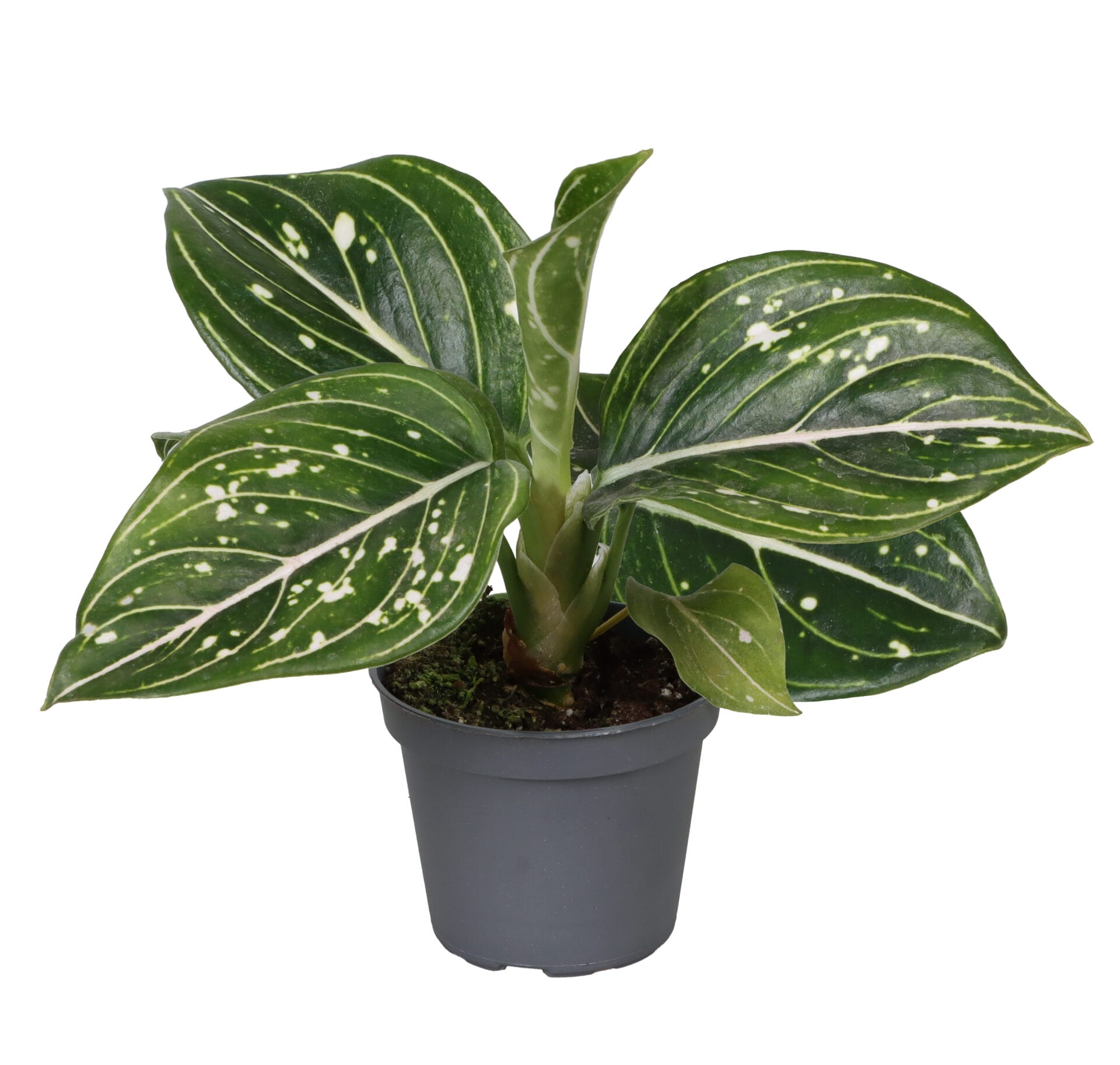 Aglaonema Toms Pride LUNDAGER