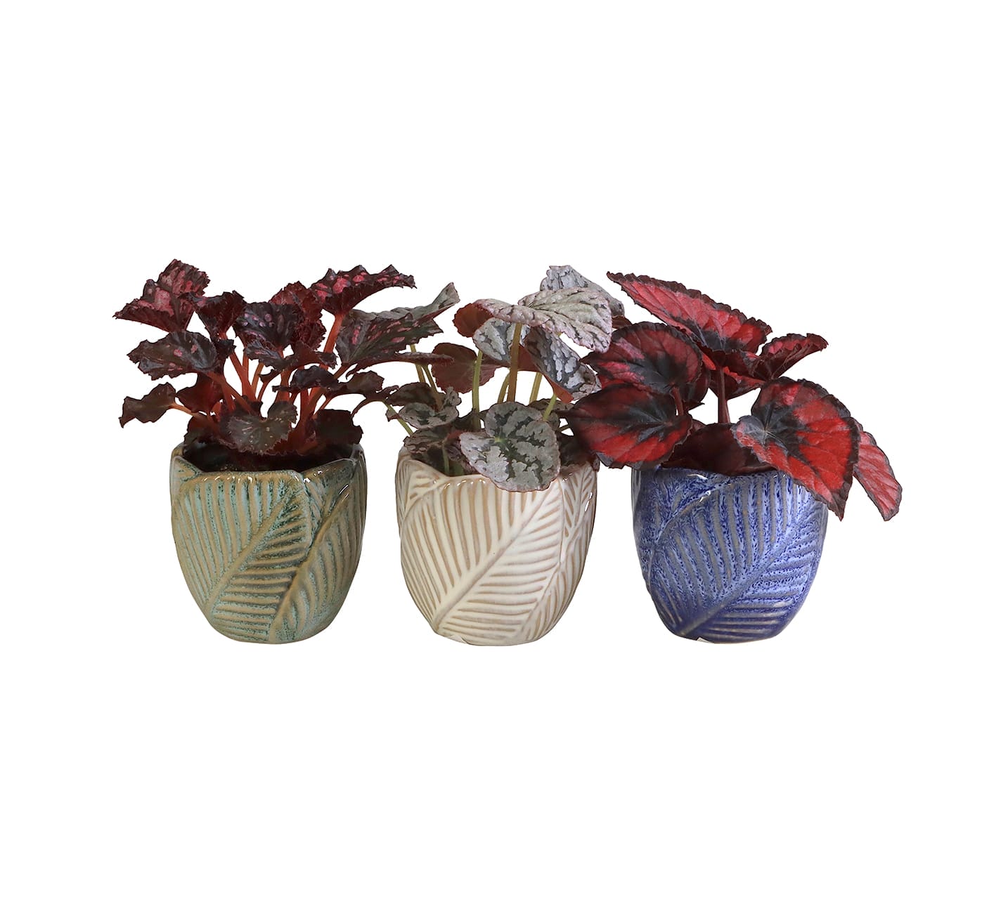 Begonia mix LUNDAGER