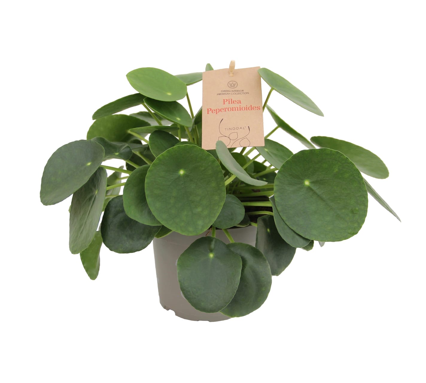 Pilea Peperomioides LUNDAGER