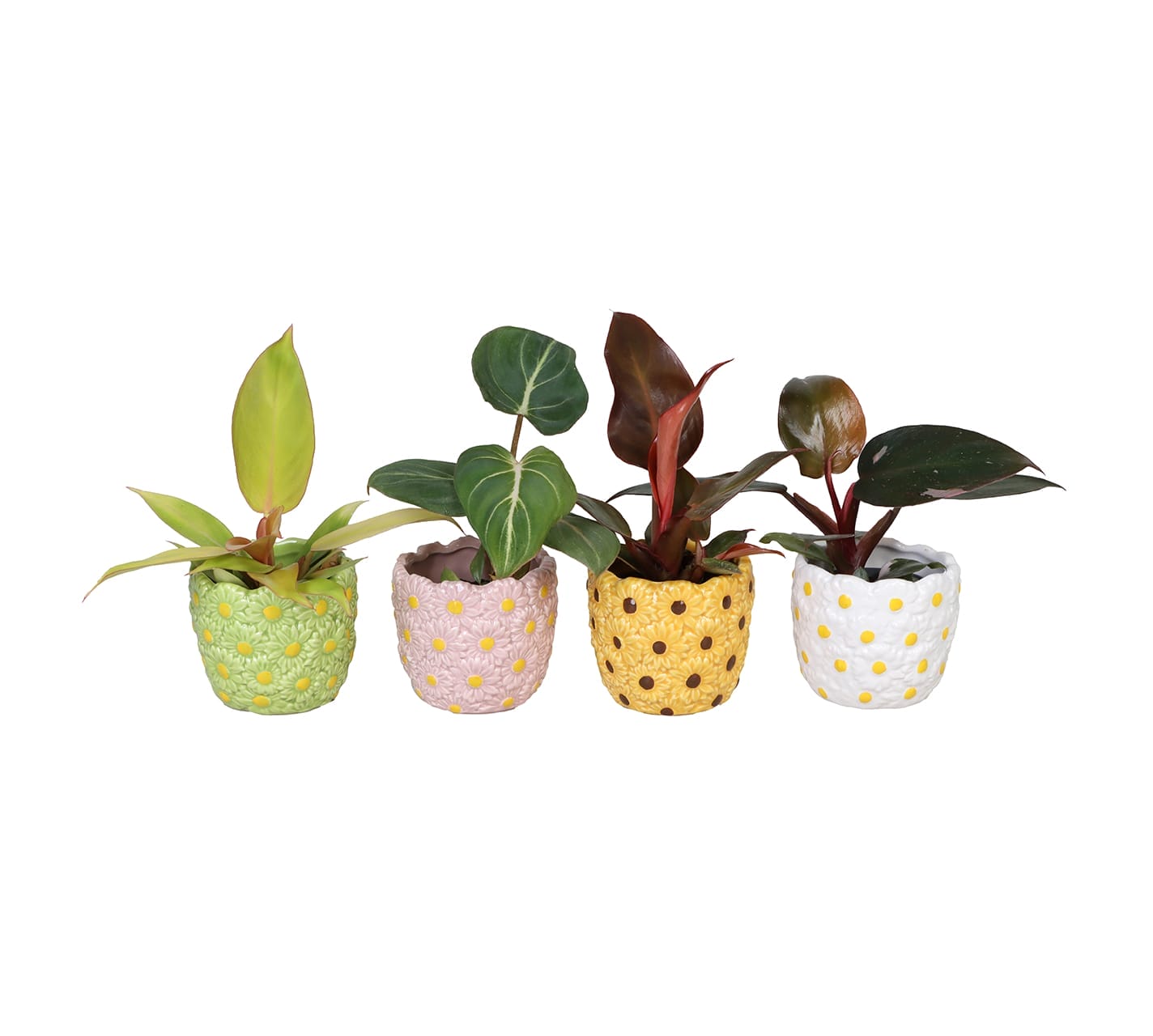 Philodendron Mix LUNDAGER