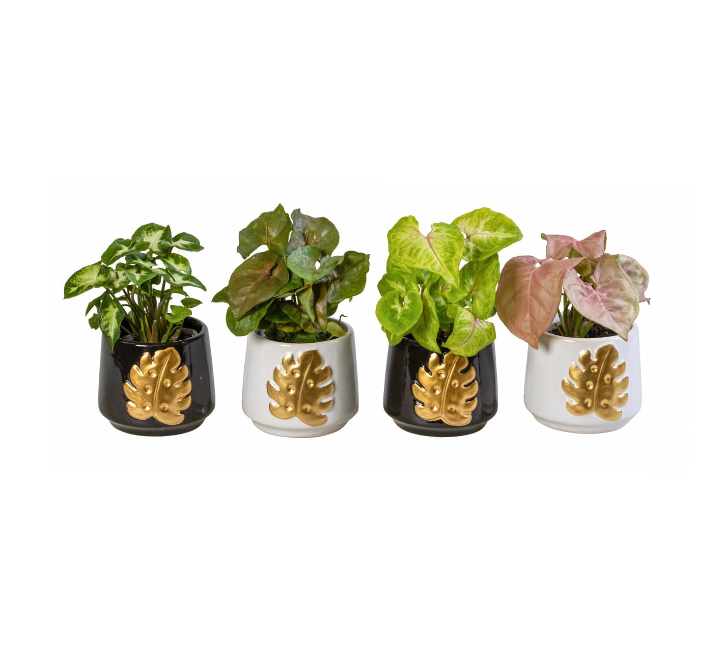 Syngonium mix LUNDAGER