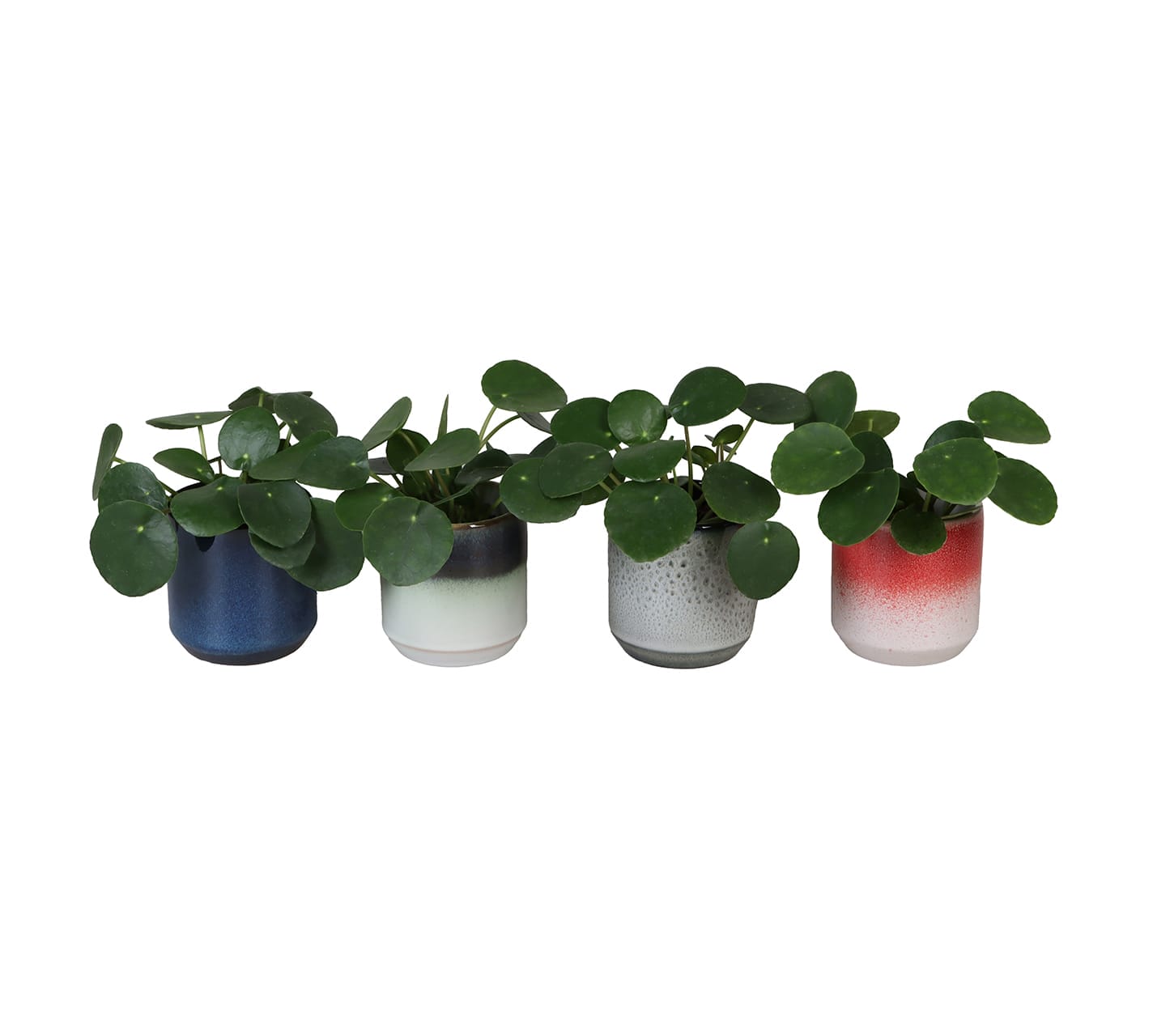 Pilea Peperomides LUNDAGER