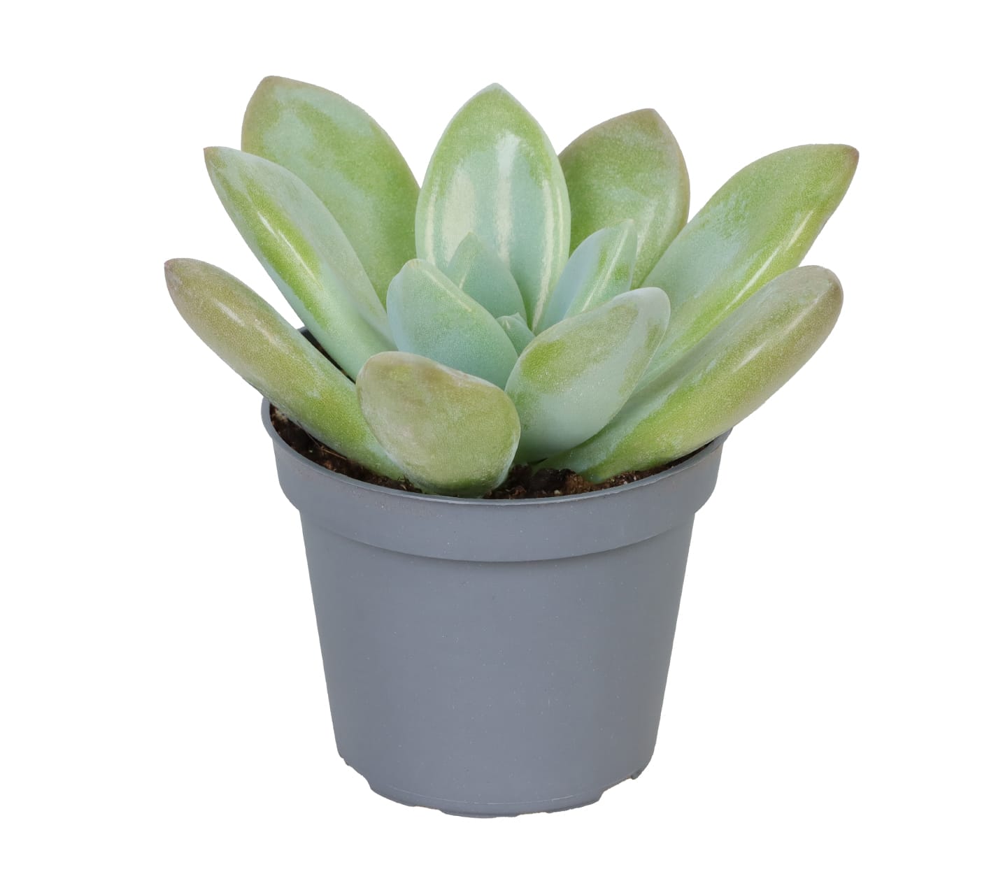 Echeveria Opalina LUNDAGER