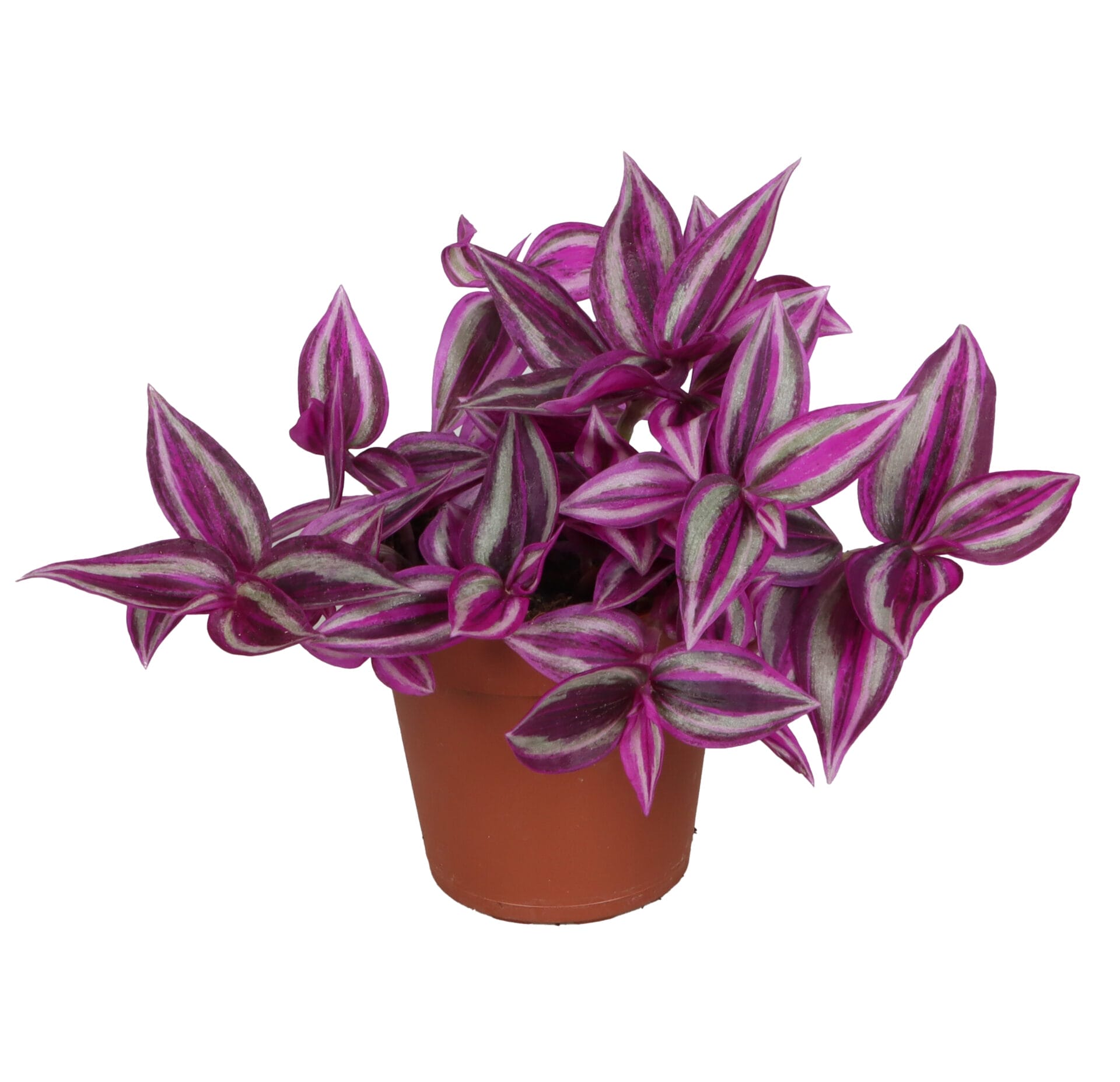 Tradescantia Zebrina Pink Paradise® LUNDAGER