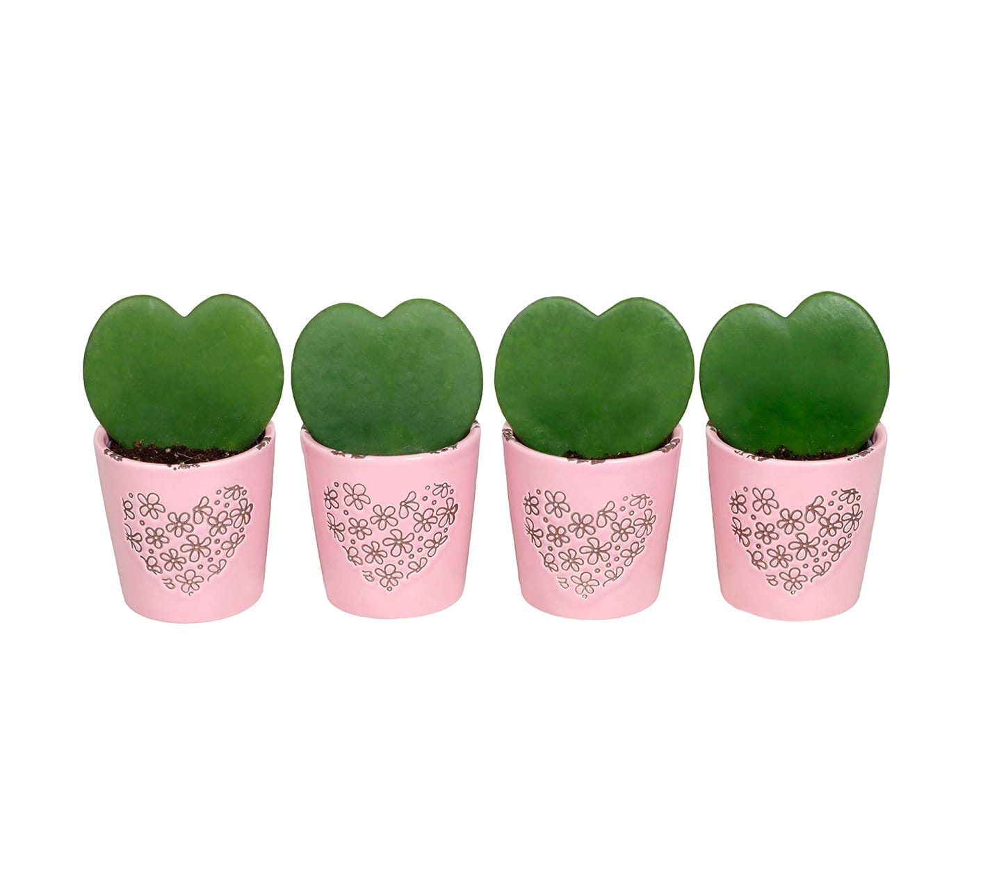 Hoya Kerrii LUNDAGER