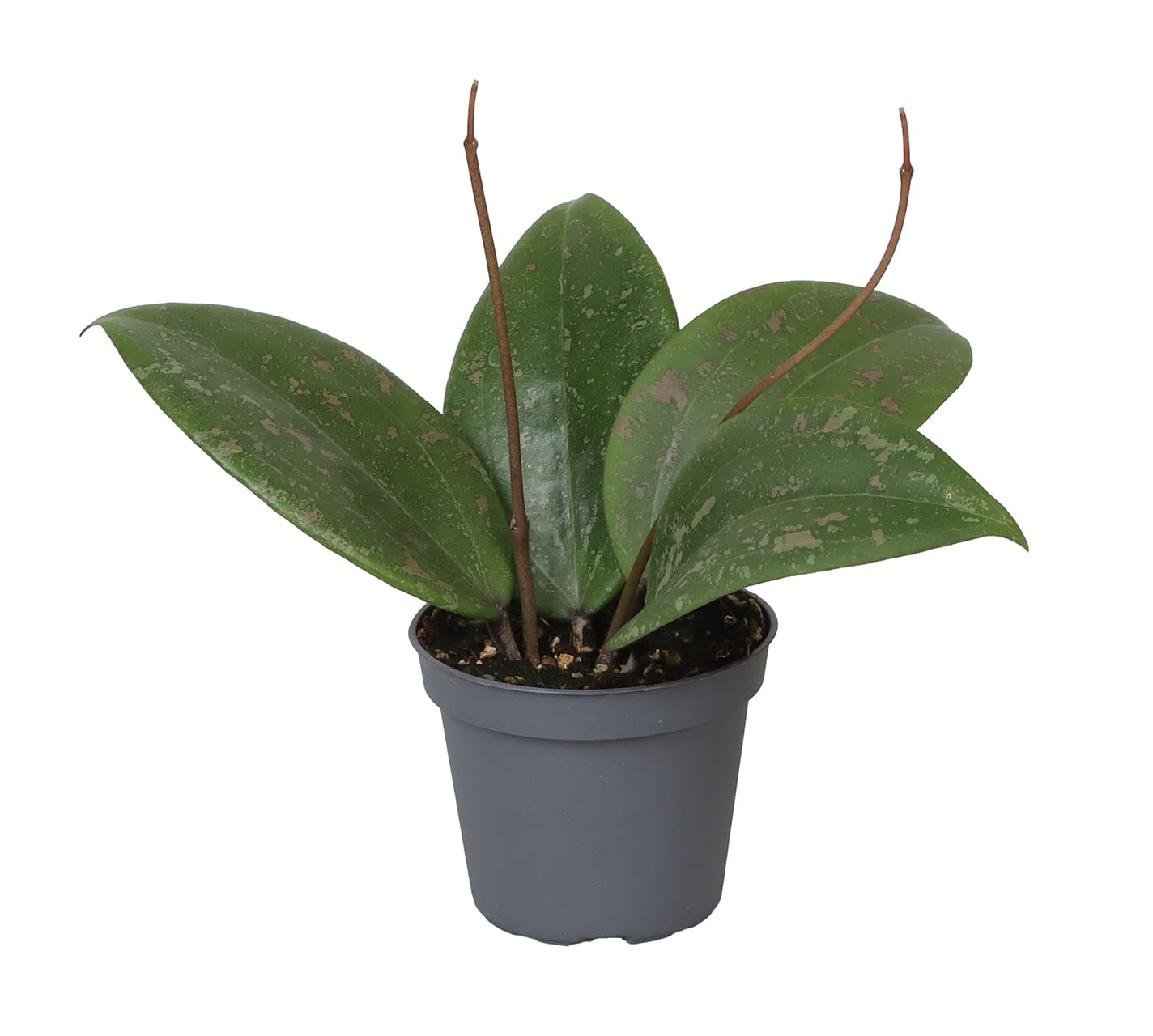 Hoya Wibergiae LUNDAGER