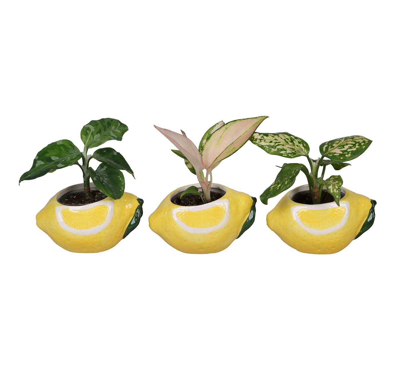 Aglaonema Mix LUNDAGER