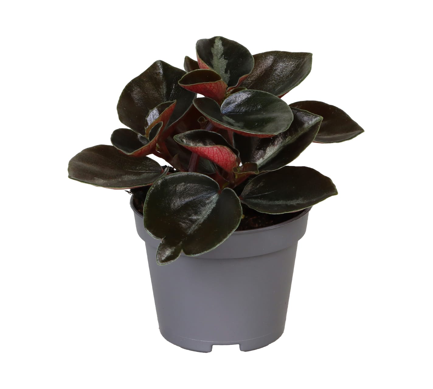 Peperomia Colombiana LUNDAGER