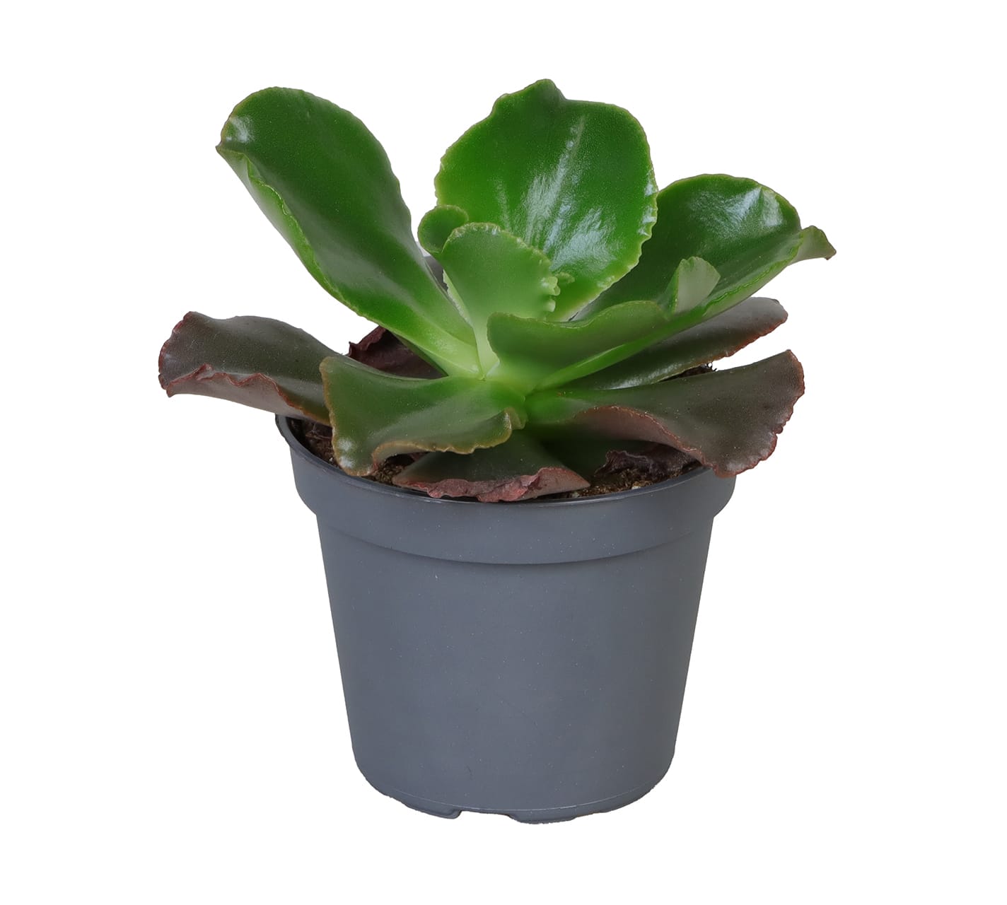 Echeveria Curly Red LUNDAGER