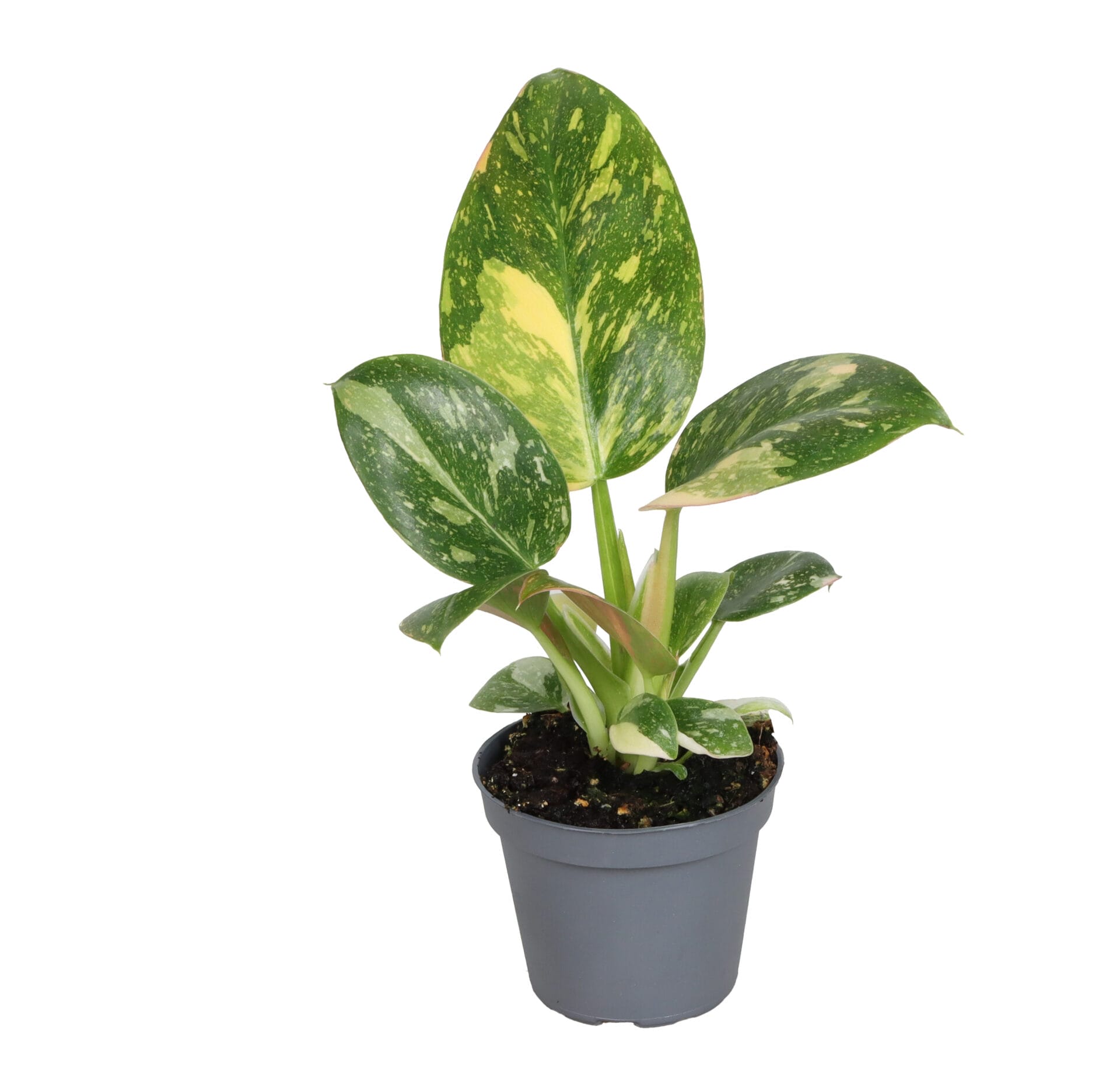 Philodendron Green Variegata LUNDAGER