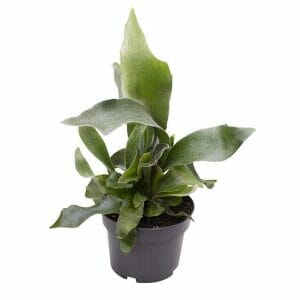 Platycerium Bifurcatum